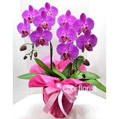 �~�j�Ӓ����s���N�n/or1090
