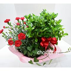 �N�`�i�V���ƃJ�[�l�[�V�����񂹔�/PL2909