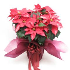 �ݥ��󥻥���(PL203��