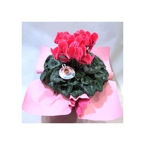 �V�N�������@PL494