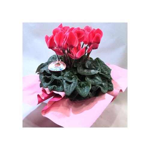 �V�N�������@PL4942