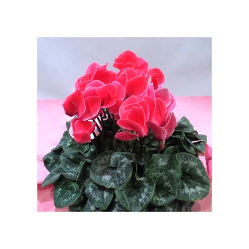 �V�N�������@PL4943