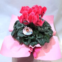 �V�N�������@PL494