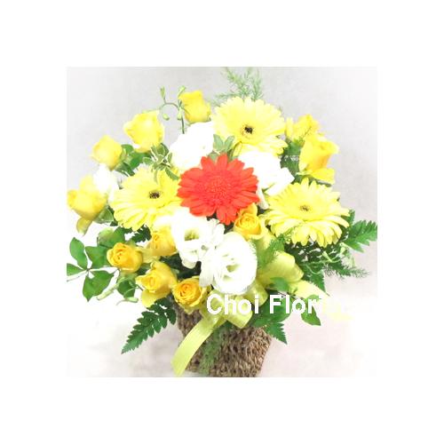 ���F�n�A�����W�i�`243�j