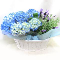 ֥롼ȥ٥󥿡δȭPL512