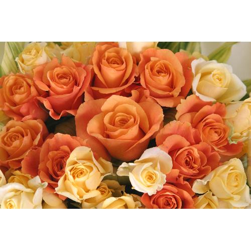 黄色とオレンジ色のバラ（Ｂ-109）4