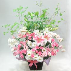 �s���N�n�A�����W�i�`267�j