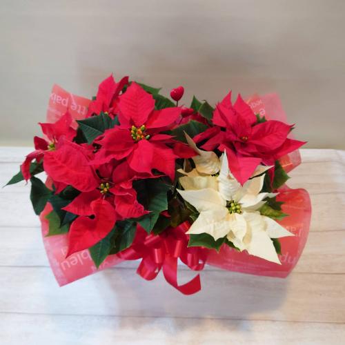 NX}Xv[gɃIXX!!u|CZ`A2FZbgvAZbg