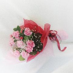 a dozen carnation/12ܤΥԥ󥯥͡β«