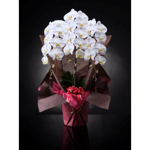 �y�ō��i���̌Ӓ����z�� 3�{�� 36��