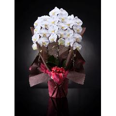 �y�ō��i���̌Ӓ����z�� 3�{�� 36��
