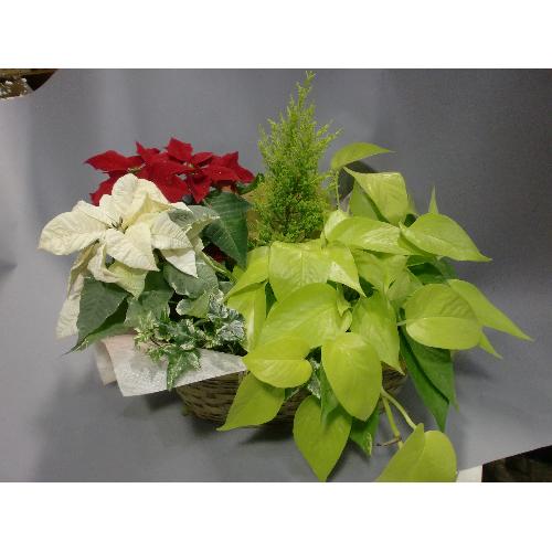 ポインセチアミツクス詰合わせ 花屋 フラワーフロンティア 西浦和店 のオリジナル商品 フラワーギフトはプロのお花屋 さんにおまかせ フジテレビフラワーネット