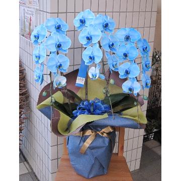 ＜フジテレビフラワーネット＞ 鮮烈な魅惑の青い胡蝶蘭 ブルーエレガンス ３本立画像