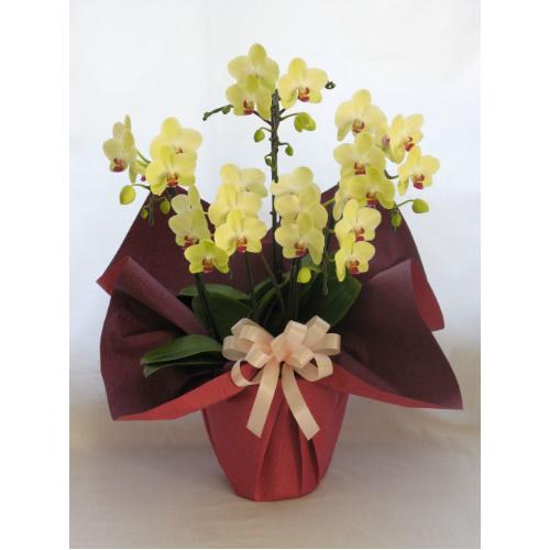 �~�f�B�[�Ӓ����@�u�t�H�[�`�����@�U���c�}���v�T�{��