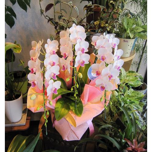 ���`���ց@�s���N�n�Ӓ����@�@�R�{��