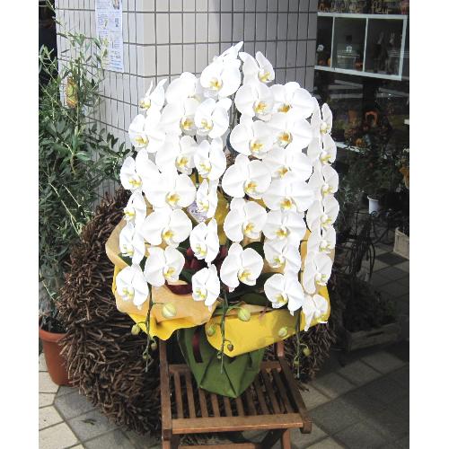 ���Ӓ����@�R�{���@�r�N�g���[�z���C�g�@50�֑O��