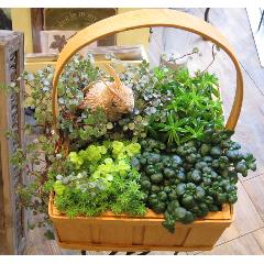 Petit bonhuer(プティ　ボヌール 小さな幸せ）観葉植物や多肉植物と「エスコバ」の寄せ鉢