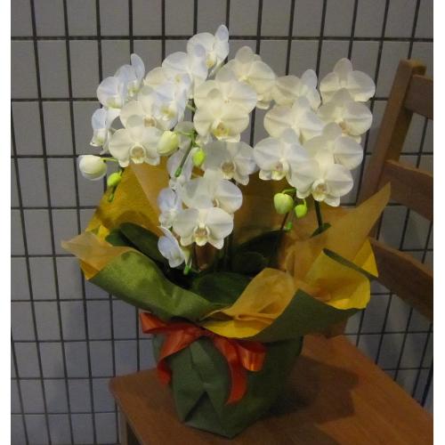 �~�f�B�[�@���Ӓ����@�A�}�r���X�@�R�`�S�{����