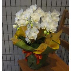 �~�f�B�[�@���Ӓ����@�A�}�r���X�@�R�`�S�{����