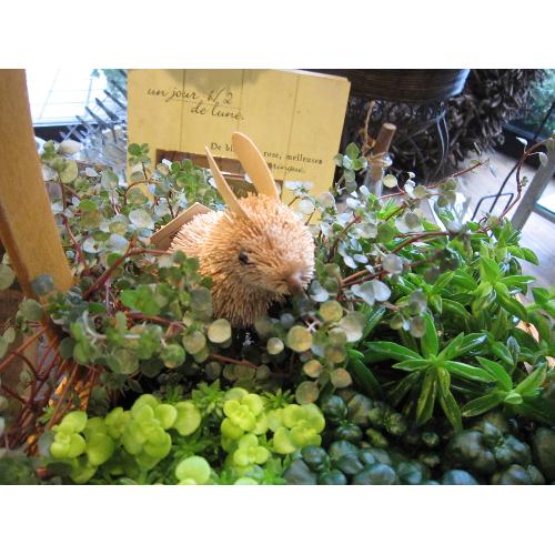 Petit bonhuer(プティ　ボヌール 小さな幸せ）観葉植物と「エスコバ」の寄せ鉢2