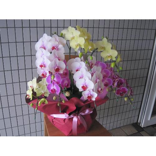 COLOR EPISODE�@�i�Ӓ���MIX�@�V�`�W�{���j