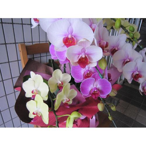 COLOR EPISODE�@�i�Ӓ���MIX�@�V�`�W�{���j2