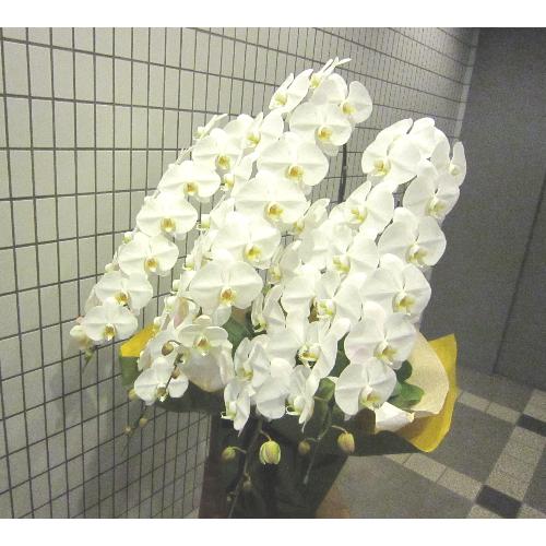 �Ӓ����@��֌n�@���@�T�{���@70�֑O��