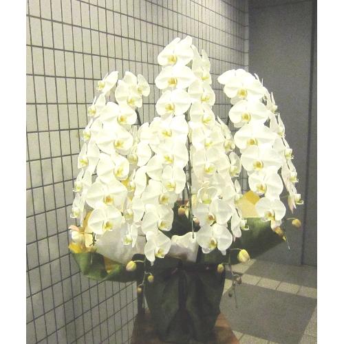 �Ӓ����@��֌n�@���@�T�{���@70�֑O��2