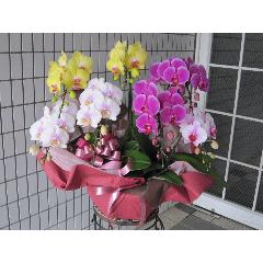 COLOR EPISODEʸĳMIXΩ