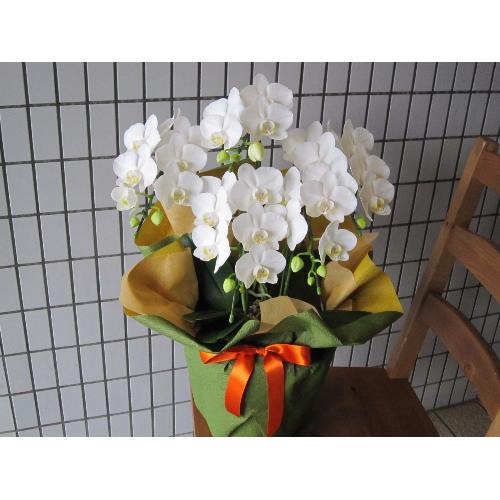 �~�f�B�[�@���Ӓ����@�A�}�r���X�@�R�`4�{����