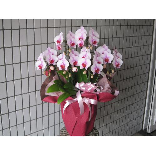 �s���N�n�@�~�f�B�[�Ӓ����T�`�U�{����