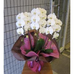 ���ĳ��������Ω���ӥ��ȥ꡼�ۥ磻�ȡ�27������