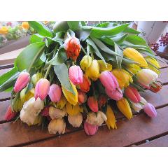 tII@joyeux@د TO{̏tFu[P@