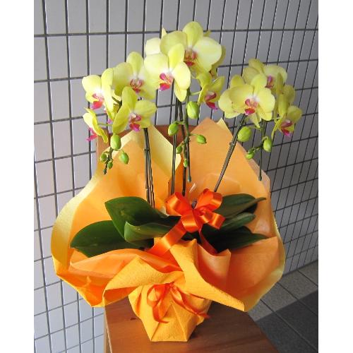 ���܂����@���F �I�����W�`�O���[���n�Ӓ����@���`���ց@�R�{��