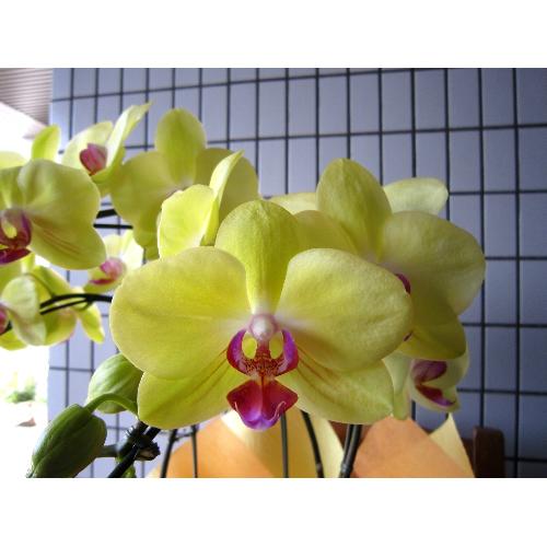 ���܂����@���F �I�����W�`�O���[���n�Ӓ����@���`���ց@�R�{��2