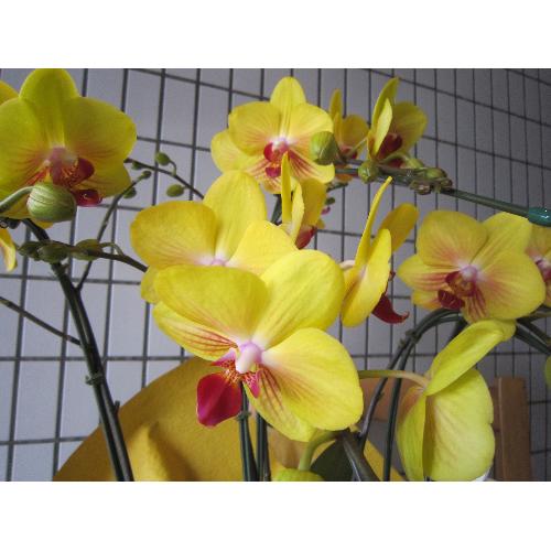 ���܂����@���F �I�����W�`�O���[���n�Ӓ����@���`���ց@�R�{��3