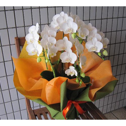 �~�f�B�[�@���Ӓ����@�A�}�r���X�@�R�`�S�{����