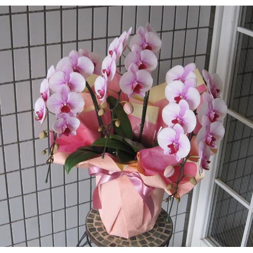 �s���N�n�@�~�f�B�[�Ӓ����@�@�R�{��