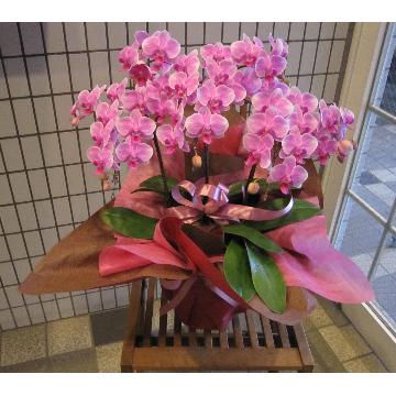 ＜フジテレビフラワーネット＞ A cote de toi （コテ ドゥ トワ）