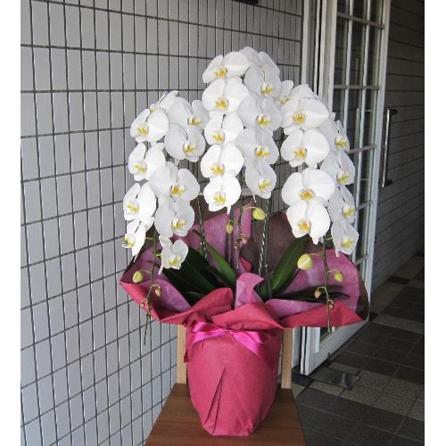 ���Ӓ����@�R�{���@�r�N�g���[�z���C�g�@35�֑O��