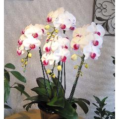 �ߥǥ�����ĳ�����ԥ󥯷ϡ����֡���3������Ω��30�ذʾ�