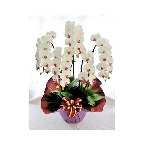 ��֌Ӓ����@���ԁ@5�{���@55�`60�֑O��