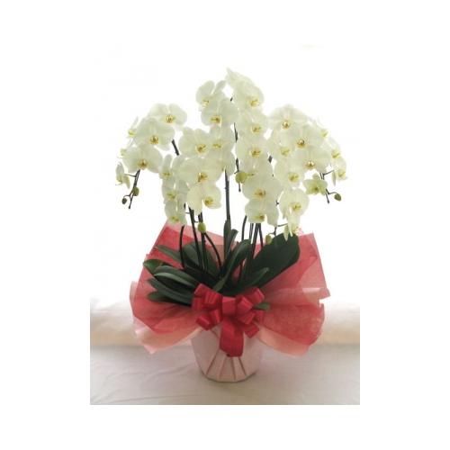 �Ӓ����@��֌n�@���@�T�{���@50�`55�֑O��