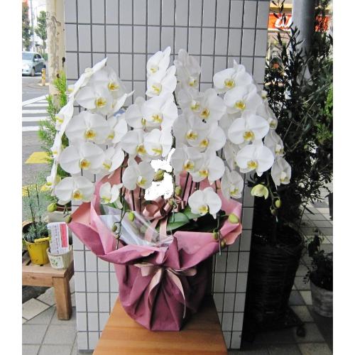 �Ӓ����@��֌n�@���@�T�{���@50�`55�֑O��2