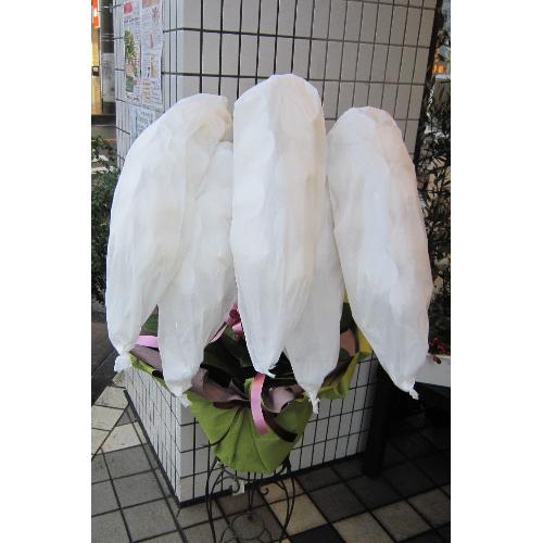 �Ӓ����@��֌n�@���@�T�{���@50�`55�֑O��3