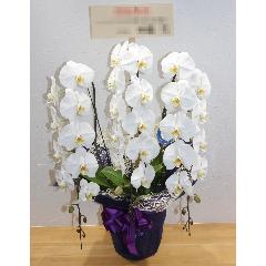 埼玉県ふじみ野市の花屋 フラワーショップ 花のん をご紹介 フラワーギフトはプロのお花屋さんにおまかせ フジテレビフラワーネット