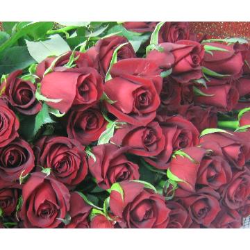  赤いバラの花束 100本