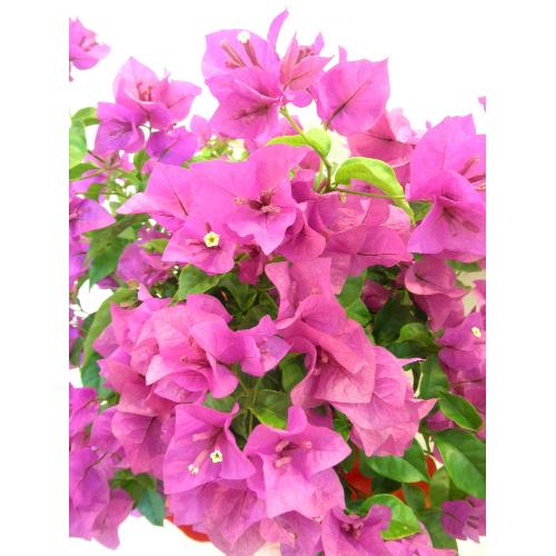 �`�u�[�Q���r���A�`�@�L���C�ȃT�}�[�s���N