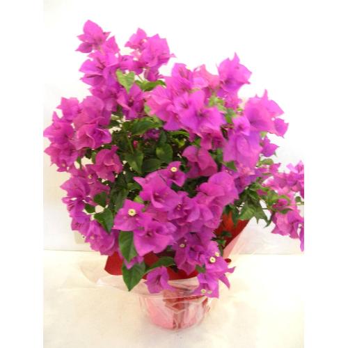 �`�u�[�Q���r���A�`�@�L���C�ȃT�}�[�s���N2