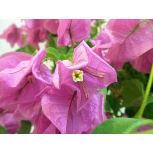 �`�u�[�Q���r���A�`�@�L���C�ȃT�}�[�s���N3